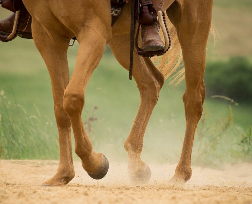 artrosi cavalli integrazione per articolazioni