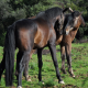 cavallo anglo arabo sardo