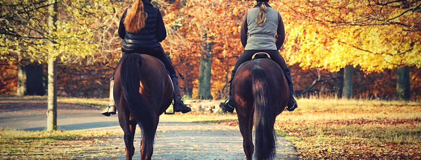 Integratori autunnali per cavalli: la cura del cavallo tramite l’uso di integratori per cavalli in autunno