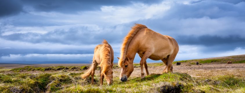 Spray antimosche per cavalli naturale fai da te