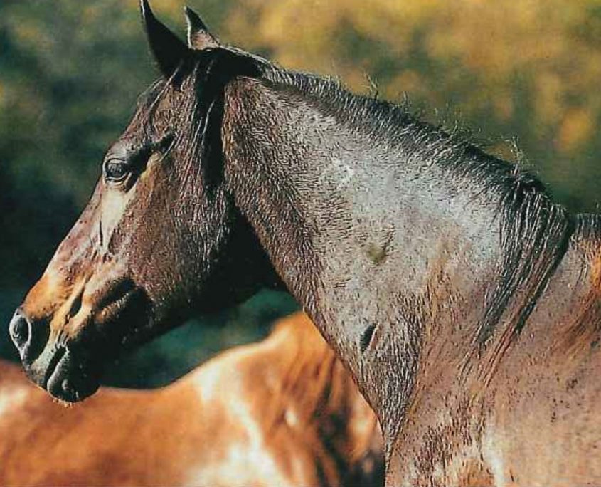 Cavallo del Ventasso, carattere e storia
