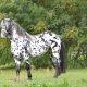 cavallo norico o noriker: carattere e storia