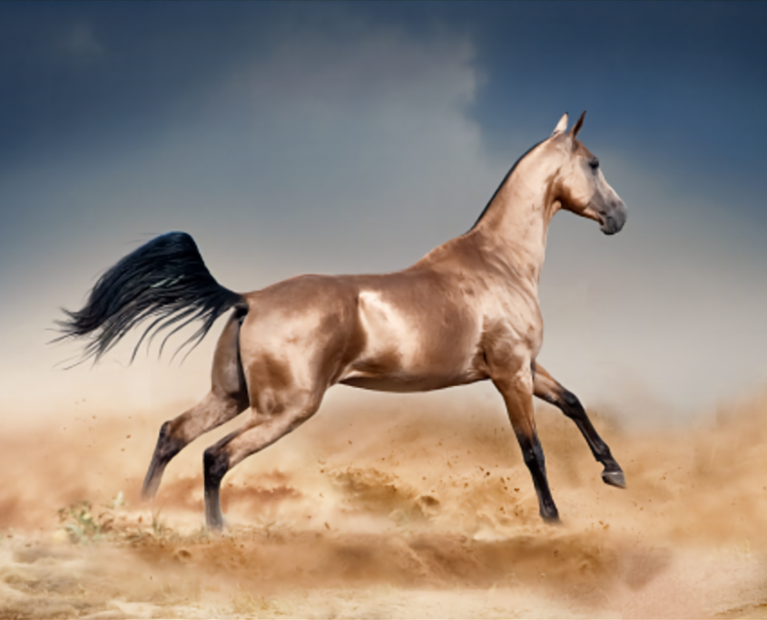 cavallo dorato Akhal-Teke